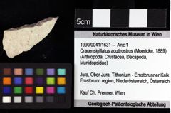 Foto (Objket + Etiketten) von Decapoda indet. 